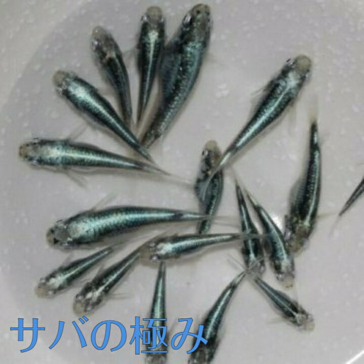 楽天市場】サバの極み（さばのきわみ）メダカの稚魚・10匹 メダカ 幹之 