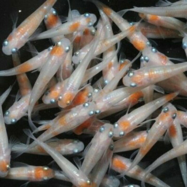 楽天市場】小町（こまち）メダカの稚魚・10匹 メダカ 幹之 楊貴妃 猫飯 