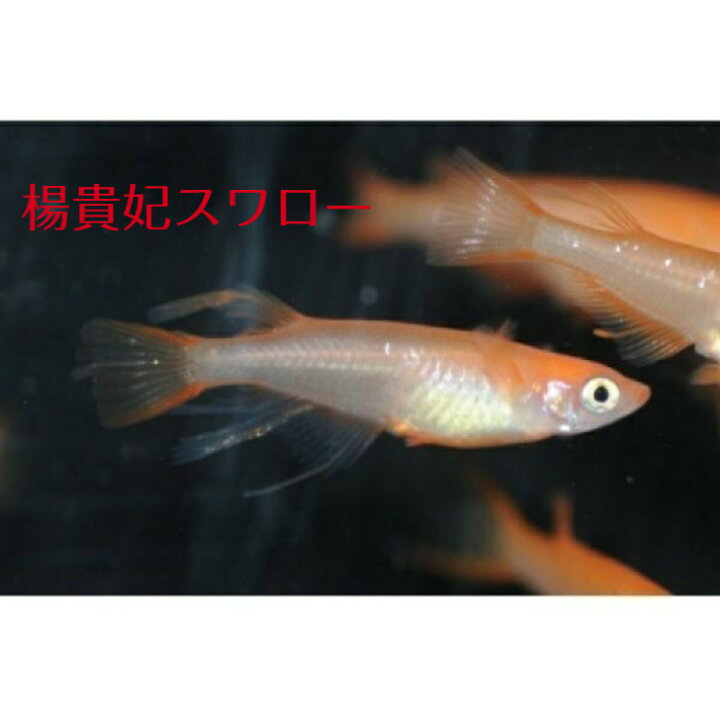 楽天市場】楊貴妃スワロー（ようきひすわろー）メダカの稚魚・10匹 