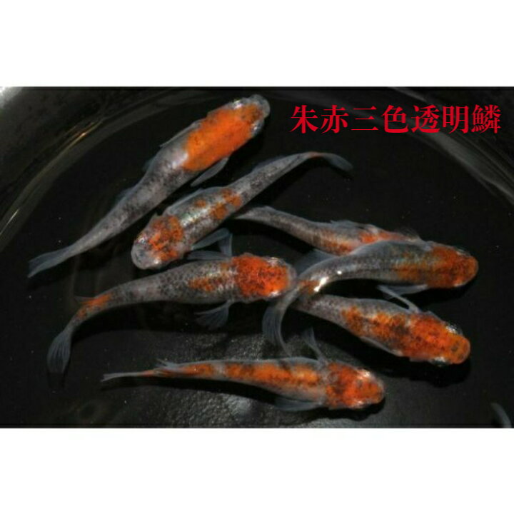 楽天市場】朱赤三色錦透明鱗（しゅあかさんしょくにしきとうめいりん 