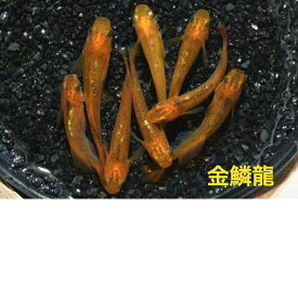 金鱗龍（きんりんりゅう）メダカの稚魚・10匹 メダカ 幹之 楊貴妃 猫飯