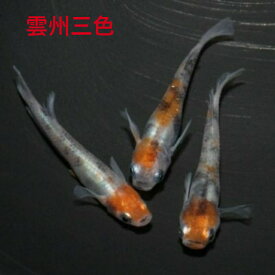 雲州三色（うんしゅうさんしょく）メダカの稚魚・10匹 メダカ 幹之 楊貴妃 猫飯