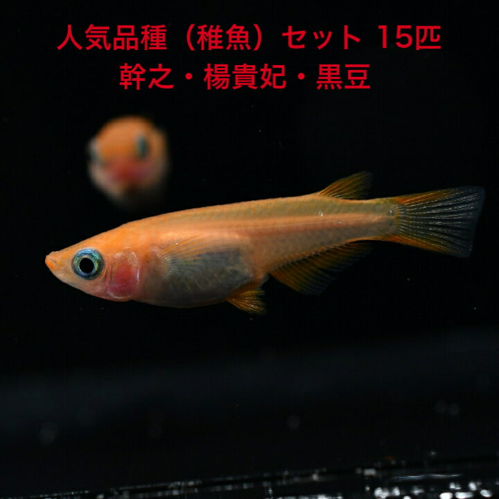 楽天市場】人気品種（稚魚）セット（にんきひんしゅ）・15匹 幹之 