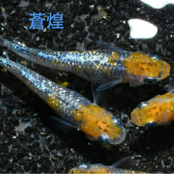 楽天市場】蒼煌（そうこう）メダカの稚魚・10匹 メダカ 幹之 楊貴妃 猫 