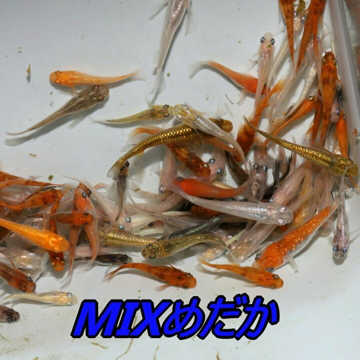 楽天市場】MIXメダカ・100匹 メダカ 幹之 楊貴妃 猫飯 : めだか屋 猫飯  
