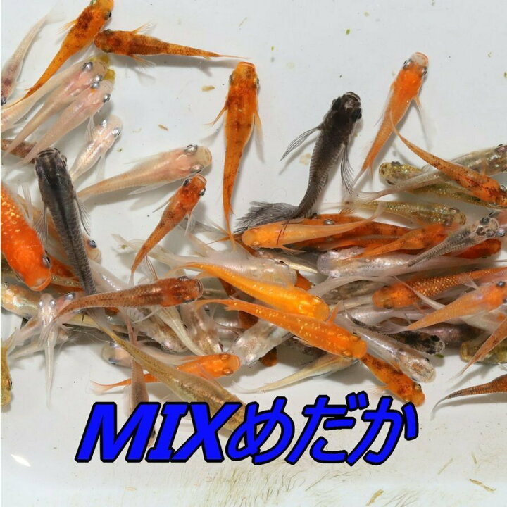 楽天市場】MIXメダカ・200匹 メダカ 幹之 楊貴妃 猫飯 : めだか屋 猫飯 