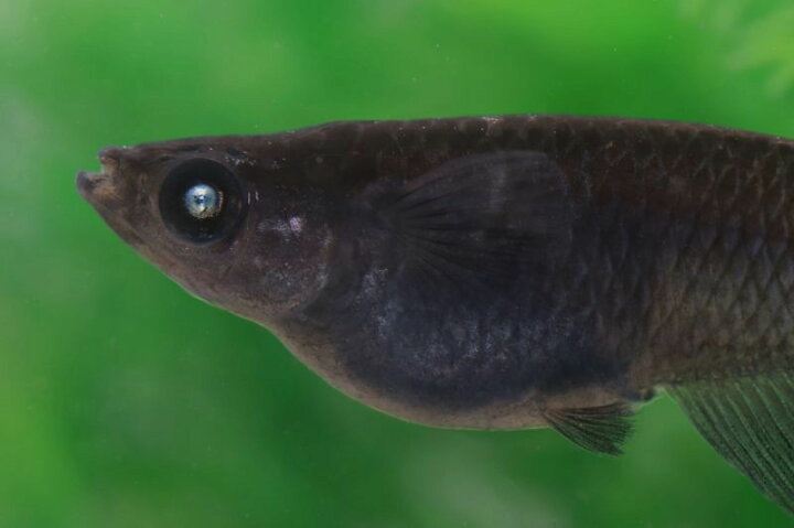 楽天市場】黒天幻龍（こくてんげんりゅう）メダカの稚魚・10匹 メダカ 