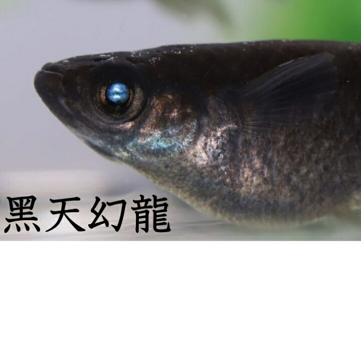 楽天市場】黒天幻龍（こくてんげんりゅう）メダカの稚魚・10匹 メダカ 