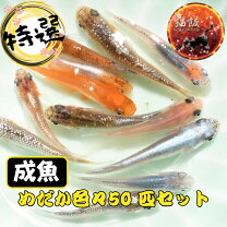 楽天市場】ミックス メダカの通販