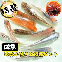 楽天市場】メダカ 200匹の通販