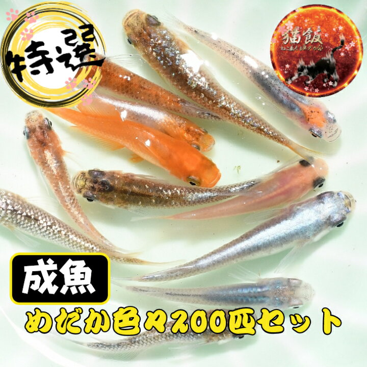 楽天市場】MIXメダカ・200匹 メダカ 幹之 楊貴妃 猫飯 : めだか屋 猫飯  