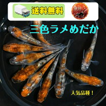 楽天市場】三色ラメ幹之ダルマメダカの通販