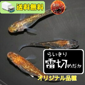 雷切（らいきり）メダカの稚魚・10匹 メダカ 体外光 ラメ 幹之 楊貴妃 初心者 人気 猫飯 猫飯オリジナル品種 メダカ女子