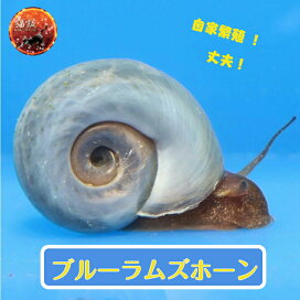 楽天市場】リッチB 2kg 280円/100g メダカ 餌 エサ えさ 淡水魚 高 