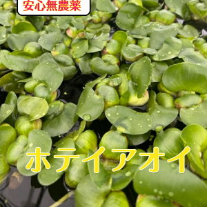 zeCAICE10  kC600~Eꑗ500~@@_@S@@_J@@rIg[v