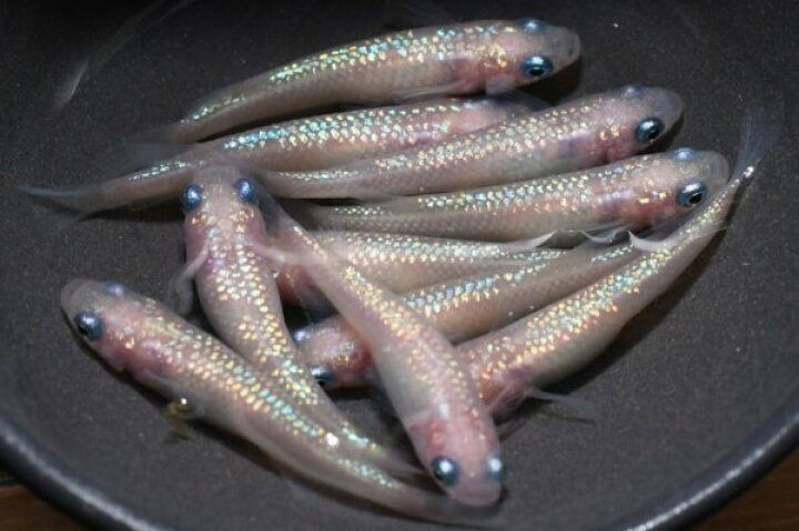 楽天市場】ピンクサファイアメダカの稚魚・10匹 メダカ 幹之 楊貴妃 猫 