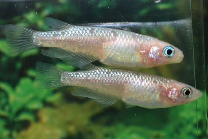楽天市場】ピンクサファイアメダカの稚魚・10匹 メダカ 幹之 楊貴妃 猫 