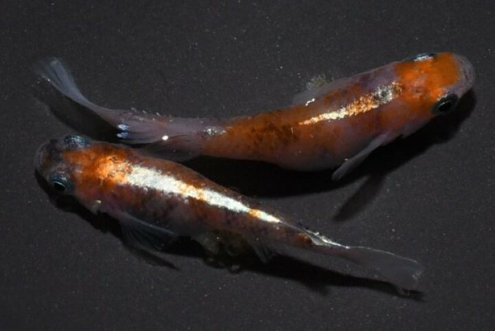 楽天市場】陽炎(かげろう）メダカの稚魚・10匹 メダカ 幹之 楊貴妃 猫 