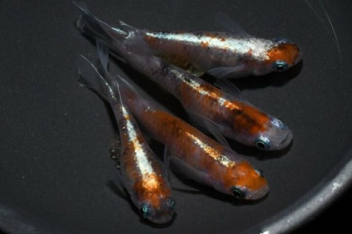 楽天市場】陽炎(かげろう）メダカの稚魚・10匹 メダカ 幹之 楊貴妃 猫 