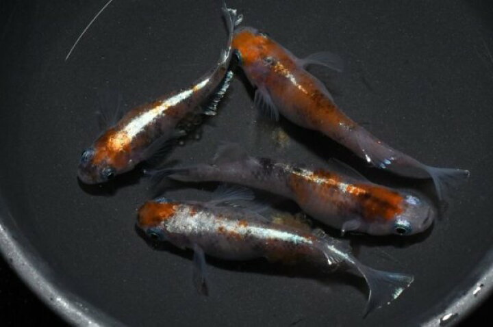楽天市場】陽炎(かげろう）メダカの稚魚・10匹 メダカ 幹之 楊貴妃 猫 