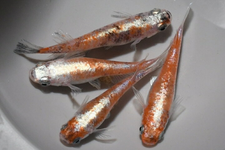 楽天市場】アマテラス三色メダカの稚魚・10匹 メダカ 幹之 楊貴妃 猫飯 