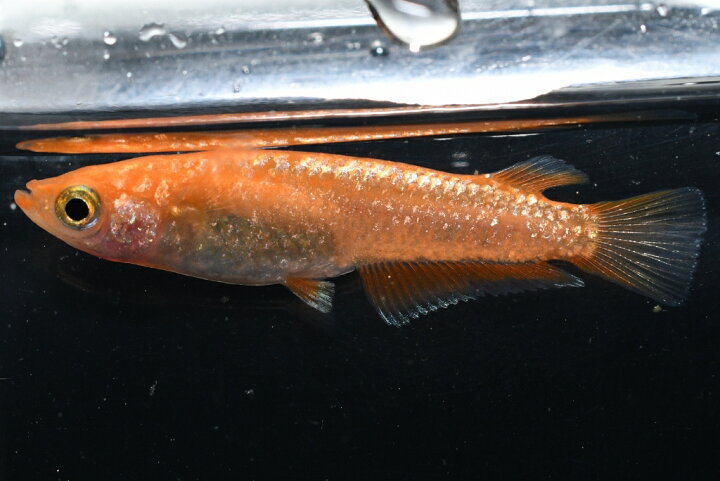 楽天市場】紅華（こうか）キッシングメダカの稚魚・10匹 メダカ 幹之 