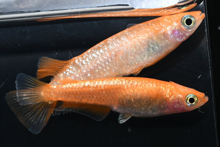 楽天市場】紅華（こうか）キッシングメダカの稚魚・10匹 メダカ 幹之 