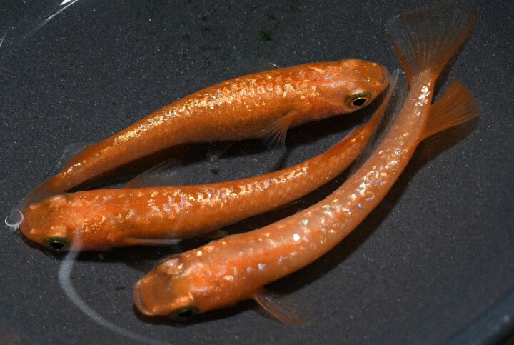 楽天市場】紅華（こうか）キッシングメダカの稚魚・10匹 メダカ 幹之 
