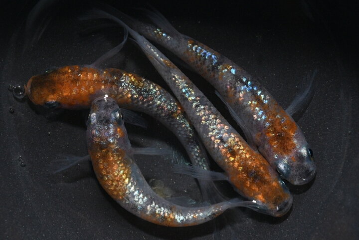 楽天市場】獅子流し（ししながし）メダカの稚魚・10匹 メダカ 幹之 