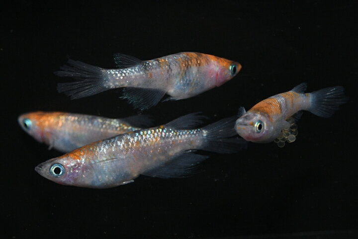 楽天市場】獅子流し（ししながし）メダカの稚魚・10匹 メダカ 幹之 