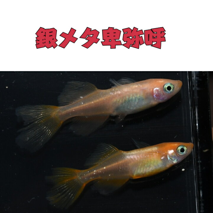 楽天市場】銀メタ卑弥呼ダカの稚魚・10匹ヒレ長光体型の品種です 