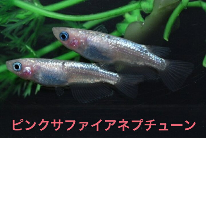楽天市場】ピンクサファイアネプチューンメダカの稚魚・10匹 送料無料 