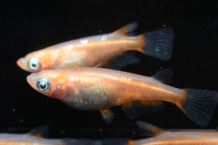 楽天市場】アビシニアンメダカの稚魚・10匹メダカ三色幹之楊貴妃 