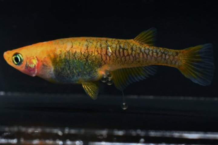 楽天市場】来光カガミ鱗メダカの稚魚・10匹メダカ三色幹之楊貴妃 
