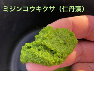 ~WRELNTimOjE50g@@߂@