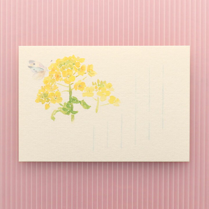 楽天市場 季節の絵はがき 春 菜の花と紋白蝶 和紙の店 めでたや 楽天市場店