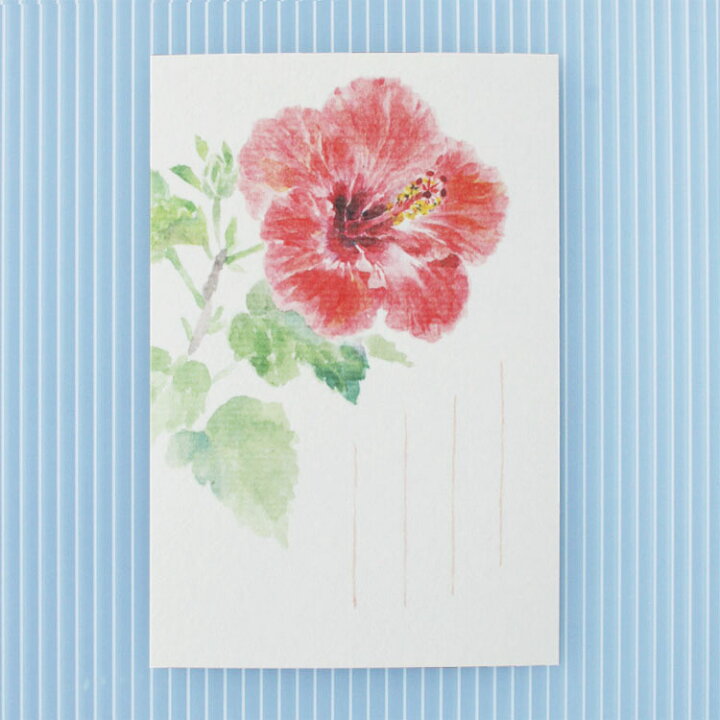 楽天市場 和紙の絵葉書 夏の花 イラスト ポストカード 季節の絵はがき 夏 ハイビスカス 和紙の店 めでたや 楽天市場店 楽天市場 和紙の絵葉書 夏の花 イラスト ポストカード 季節の絵はがき 夏 ハイビスカス 和紙の店 めでたや 楽天市場店