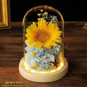 �y���w��3500�~�ȏ��7��OFF�z �͂�Ȃ��� �v���U�[�u�h�t�����[ LED���C�g�t�� ������ �����L�O�� �K���X�h�[���t�� ���A���� ���� �K���X�|�b�g �ۑ��� �i���̉�