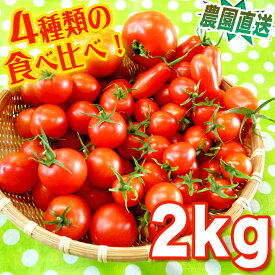 春の完熟トマト【リコピンで日々の健康を！】まるでフルーツ♪ レッドオーレ・贅沢トマトor桃太郎・アイコ・ラブリーサクラの食べ比べ詰め合わせ♪2kg　ミニトマト【農家直送】