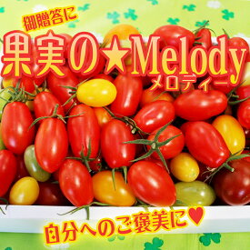 ご贈答・ご自宅用にも！【美味しい甘熟トマト詰め合わせ】送料無料【トマトギフト】とまと・ミニトマト10〜19種類♪果実のメロディー・お祝い・ご贈答・お誕生日