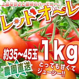 【同梱専用商品】新鮮完熟トマト・【農家直送】リコピン、ミネラルたっぷりの濃赤フルーツミディー・もぎたて・レッドオーレ！1kg　トマト・ミニトマト