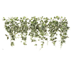 y܂Ƃߔ10ZbgizlϗtA O[V_K[hI_ACr[1{ 61-174-2-3 yoEfBXvCpi Xpi tFCNO[ilH؁j O[V_K