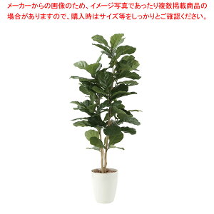 観葉植物 カシワバゴム」の人気商品一覧・価格比較 - 価格.com