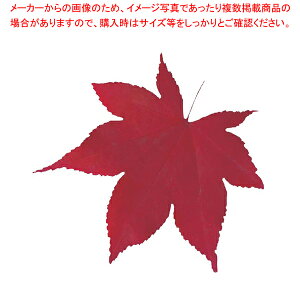 ^NAV[g(200) 65368 Ԃ݂yopi ~ opi ~ ƖpzyC`[z