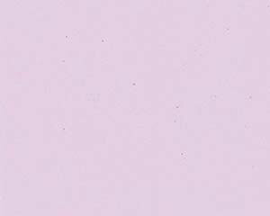 I746-778 FʑϖTA-C01PN n[g sNyC`[z