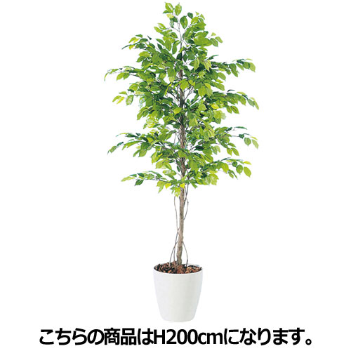 ベンジャミン(人工樹木) H200cm 