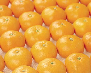 AQLc݂ia̎RYj 5kg݁EN[ց