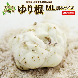 【出荷中】ゆり根 送料無料 1kg/2kg 北海道産 ニセコ産 高級食材 ゆりね 百合根 ユリ根 M〜L混みサイズ お歳暮ギフト■ゆり根●
