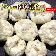 【予約商品】【11月下旬発送開始ご予約受付中】ゆり根 訳あり 送料無料 5kg 北海道産 ニセコ産 高級食材 …