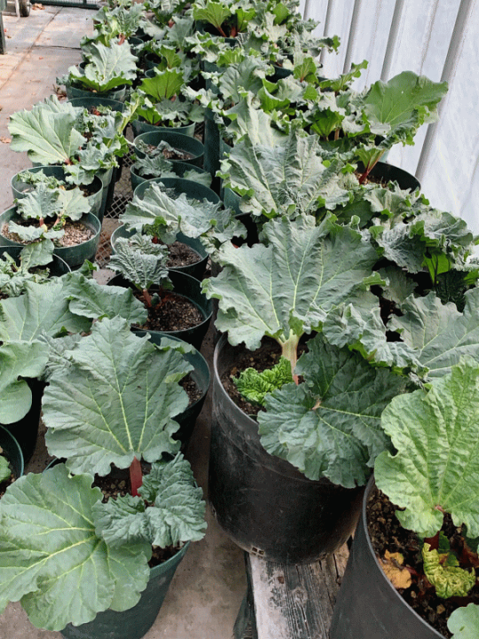 楽天市場 11月上旬発送予定 ご予約承り中 赤 ルバーブ苗 2株でのお届け 送料無料 北海道伊達より ルバーブ 苗 野菜 クリムゾンローズレッド 明治屋 北海道の野菜 食品